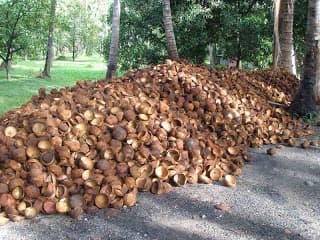 Coconut Shell Chip used for burning